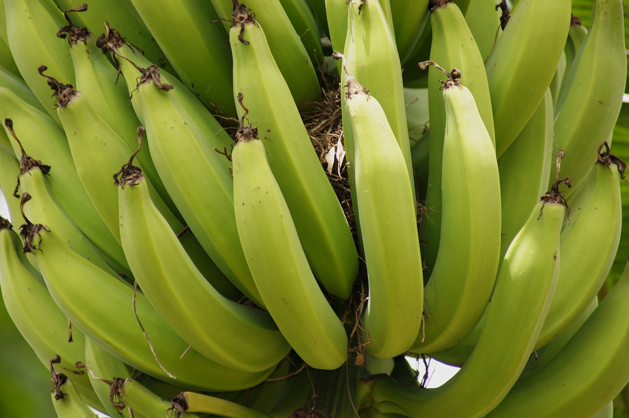 La banane et ses bienfaits pour l'organisme